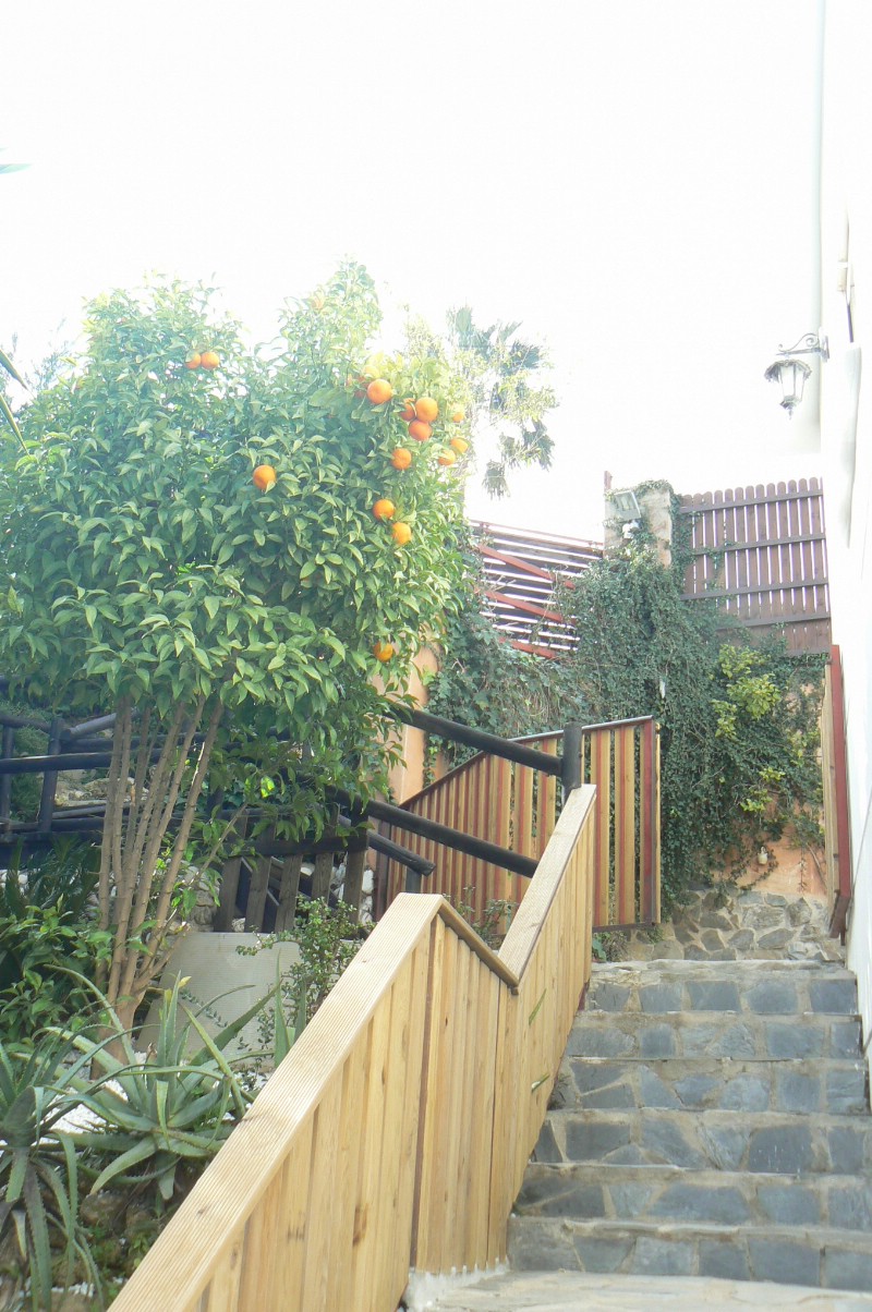 294557.jpg