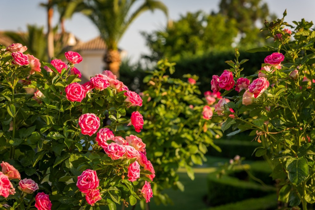 253281.jpg