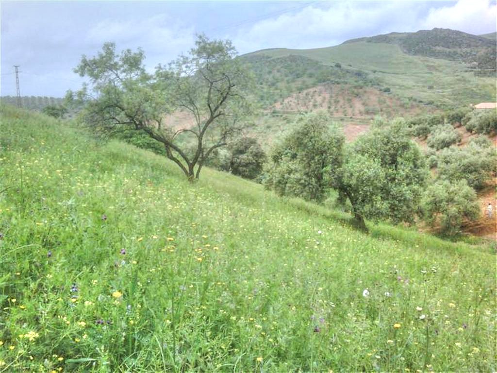 Landhuis Villanueva de la Concepción € 325.000,-